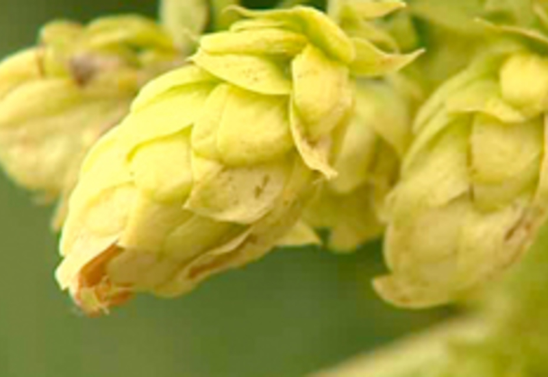 06/09/13 : Fête du houblon à Erquelinnes