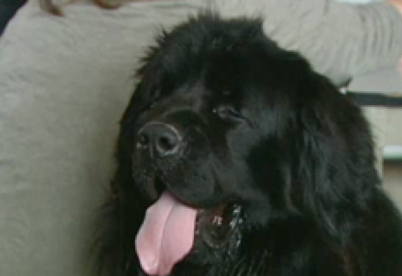 11/03/14 : Animations canines à Châtelineau