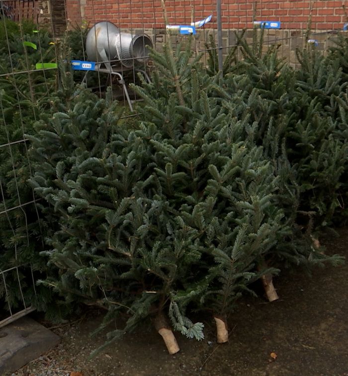 À Nalinnes, les sapins de Noël sont faits maison ! 