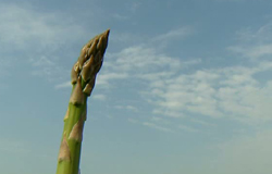 0 02/05/11 : Culture d'asperges à Liberchies