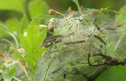 0 16/05/11 : Invasion de chenilles