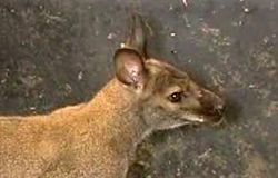 0 08/07/11 : Un wallaby à la S.P.A.