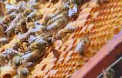 0 19/07/11 : Du miel et des abeilles