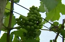 0 22/07/11 : Vignoble de la Mazelle