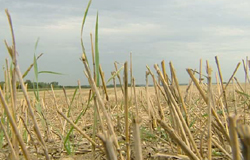 0 22/08/11 : Météo et agriculture