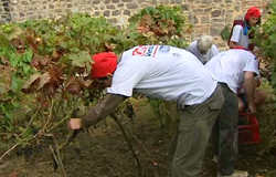0 19/09/11 : Vendanges du "Clos des Zouaves"