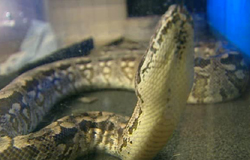 0 22/09/11 : Un boa constrictor à la SPA