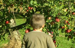 0 03/10/11 : Pressage des pommes à Robechies