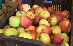 0 18/10/11 : Foire aux pommes
