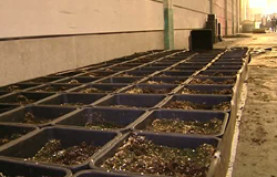 0 10/11/11 : Entrepôt de cannabis à Marchienne