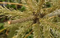0 09/01/12 : ICDI et collecte des sapins