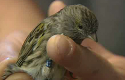 18/01/12 : Bourse d'oiseaux à Fleurus