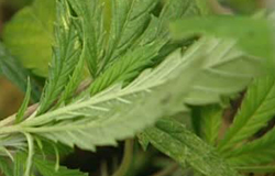 0 17/02/12 : Usine à cannabis à Marchienne