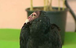0 23/03/12 : Animaux Expo