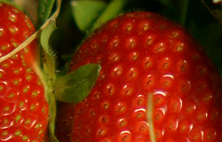 0 18/05/12 : Fraises de Liberchies
