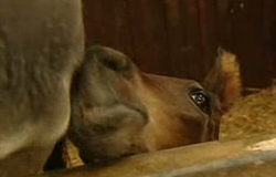 0 29/06/12 : Haras de l'Oise
