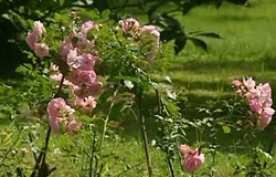 03/08/12 : Fête des jardins à Beaumont