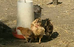 0 23/08/12 : Stage à la ferme du Martinet
