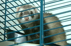 18/09/12 : L'ASBL "Cody's Ferret" en danger