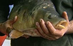 0 15/11/12 : Fête du poisson
