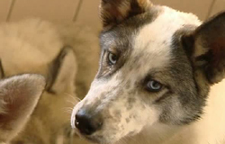 0 22/11/12 : Huskies saisis par la SPA