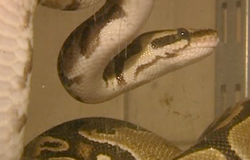 0 03/12/12 : Pythons saisis par la SPA