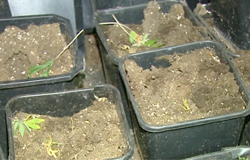 0 05/12/12 : Saisie de cannabis à Charleroi-Nord