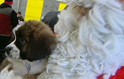 21/12/12 : Le Noël des animaux
