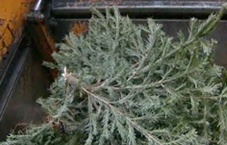 0 07/01/13 : Ramassage des sapins