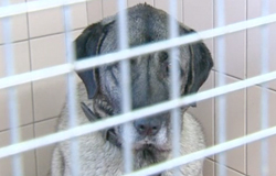 0 15/01/13 : Attaque de chiens à Montigny-le-Tilleul