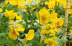 0 19/04/13 : Horti-découvertes