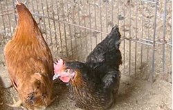 0 20/06/13 : Des poules aux Bons Villers