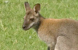 0 19/08/13 : Un wallaby à Marcinelle
