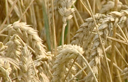 0 21/08/13 : Saison des moissons