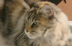0 28/08/13 : Salon du chat