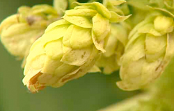 0 06/09/13 : Fête du houblon à Erquelinnes