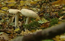 0 29/10/13 : Balade champignons à Viesville