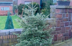 0 06/01/14 : Collecte des sapins